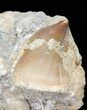 Bargain, Mosasaur (Prognathodon) Tooth In Rock - Morocco #57655-1